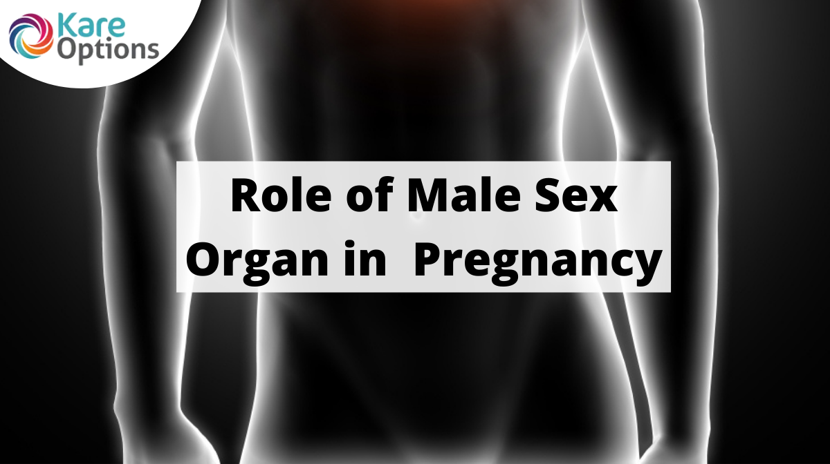 Male Sex Organ