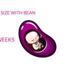 5 to 8 Weeks of Pregnancy
